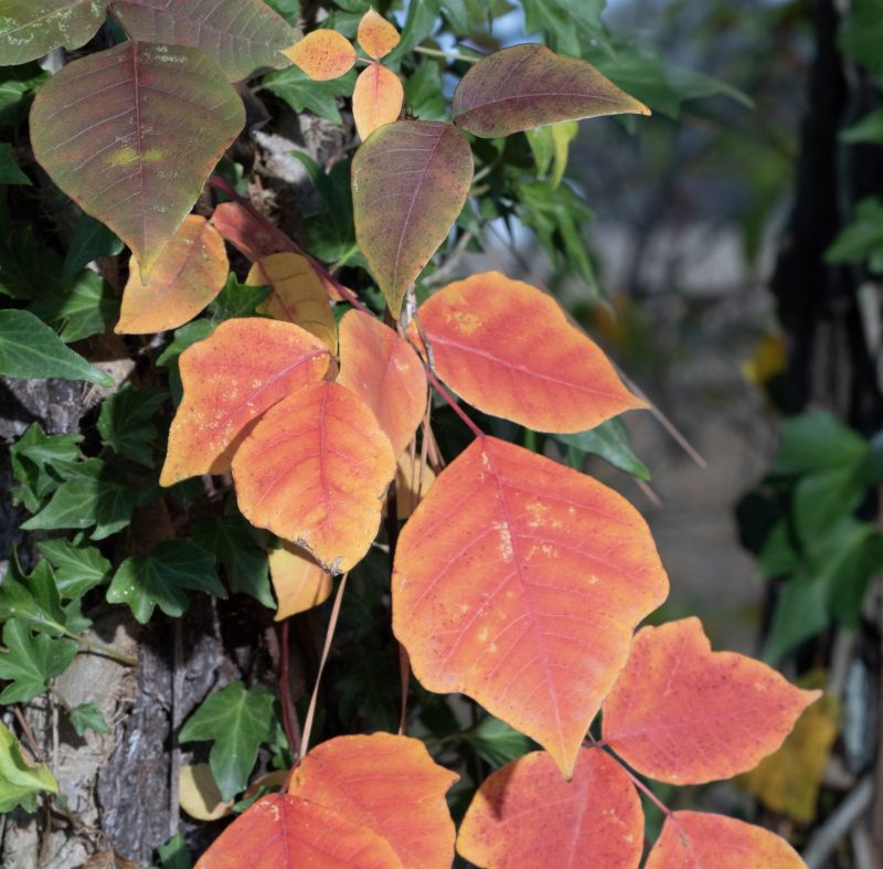 Poison Ivy Removal in Delaware County, PA