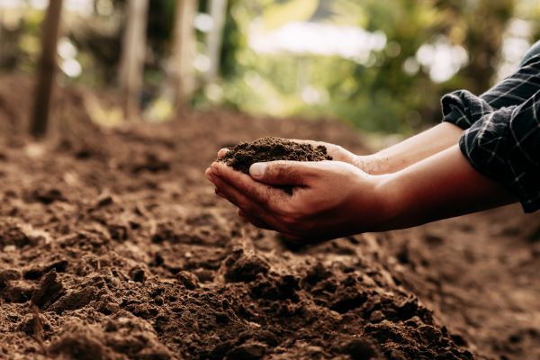 Lawn Soil Enrichment
