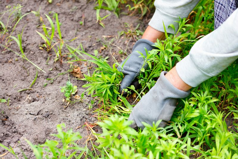 Hemlock Removal in Philadelphia, PA