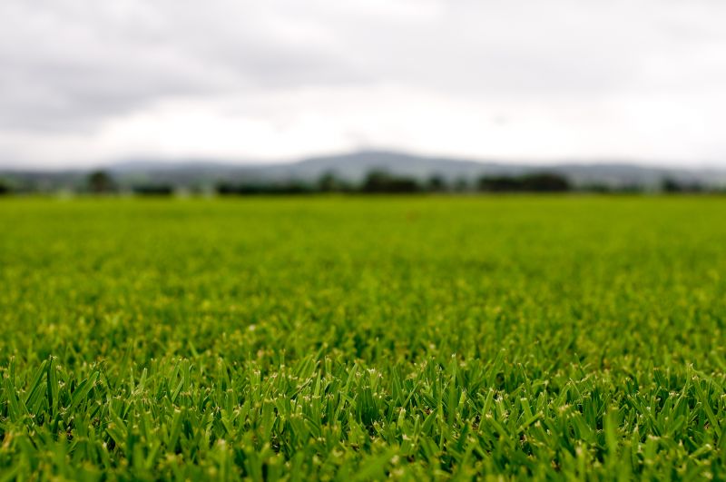 Lawn After Treatment